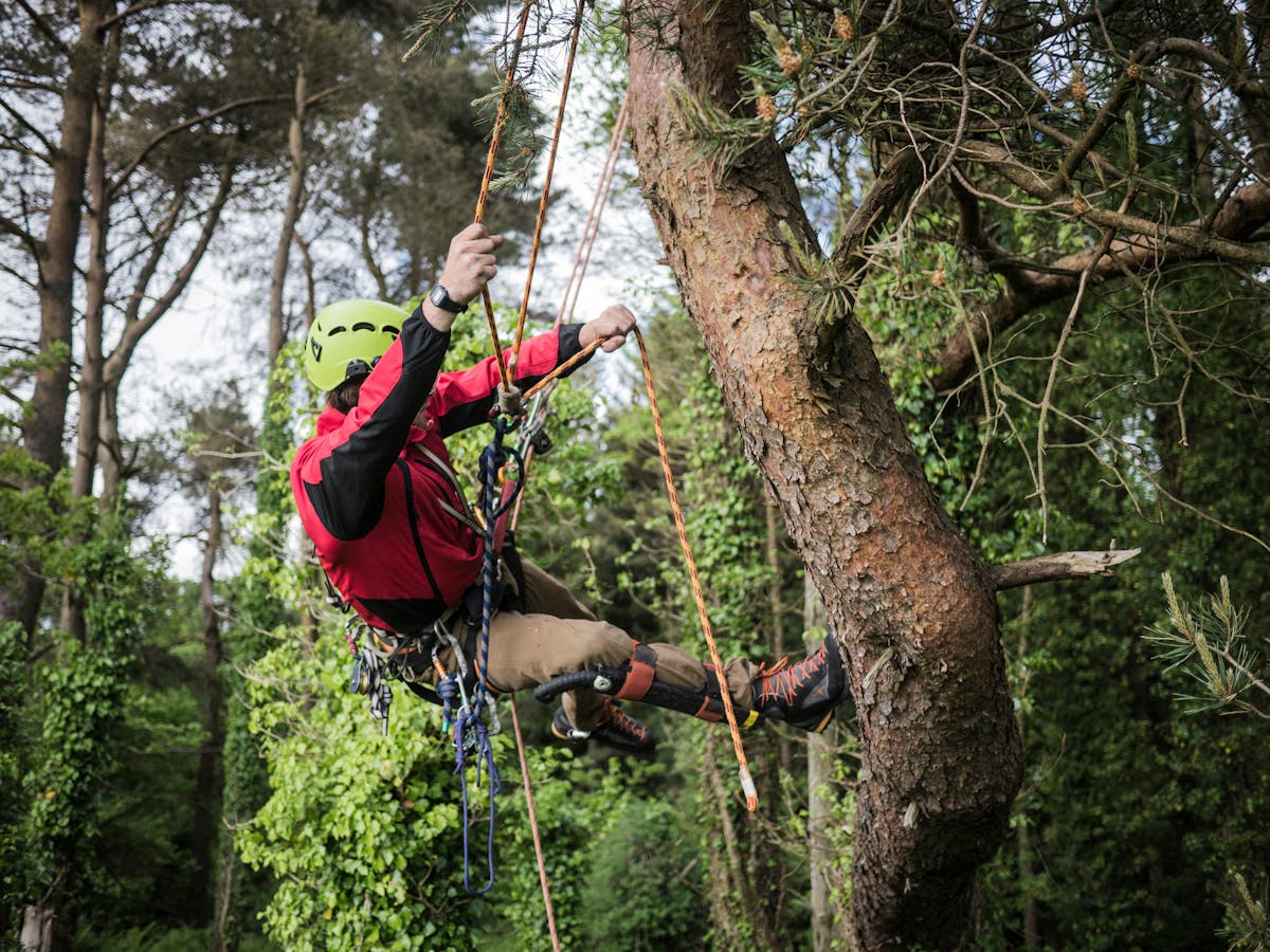 Élagueur-grimpeur intervenant sur un arbre à Nice