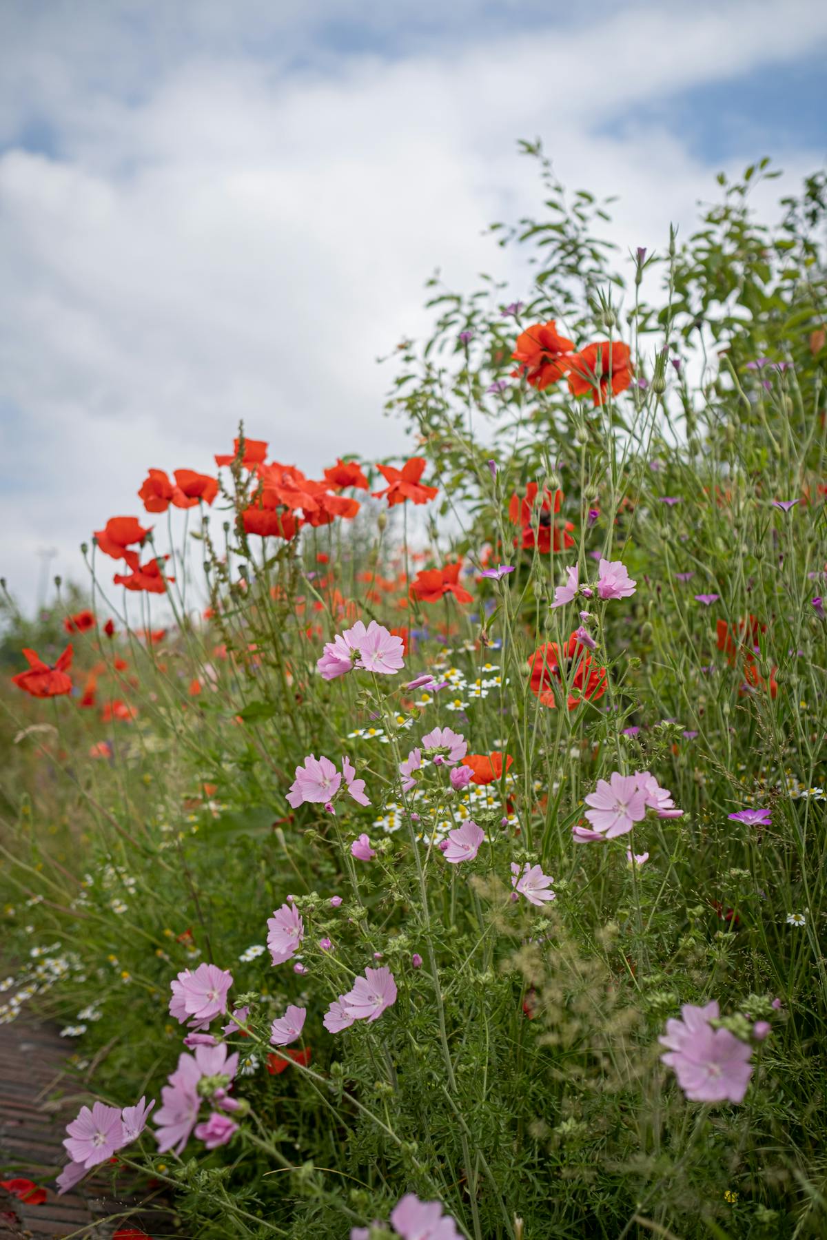 Jardin écologique fleuri à Nice